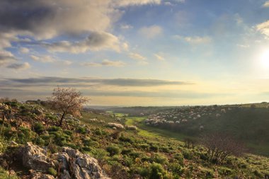 Bahar. Alta Murgia Milli Parkı: yabani badem ağacı çiçek şafakta. Apulia-İtalya-