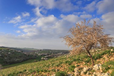 Bahar. Alta Murgia Milli Parkı: yabani badem ağacı çiçek şafakta. Apulia-İtalya-