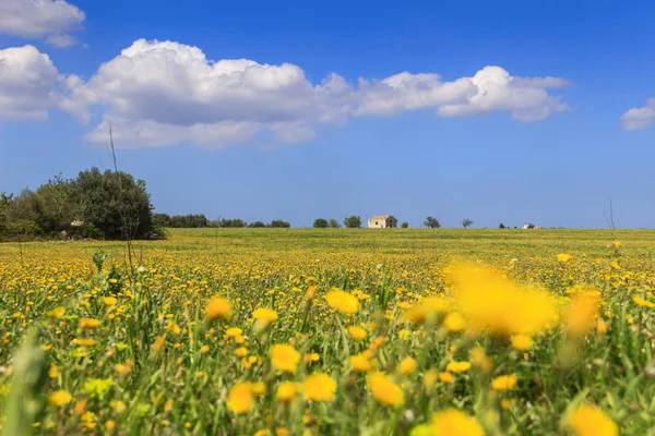 Land Mit Verlassenem Bauernhaus Zwischen Löwenzahn Gekrönt Von Wolken — Stockfoto