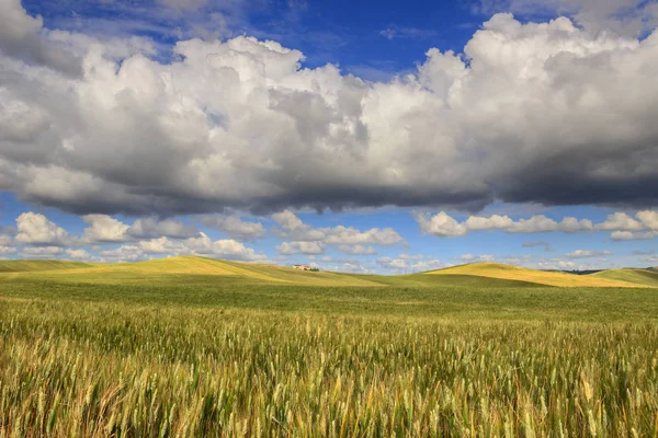 Springtime.Between Apulia és a Basilicata.Hilly táj, a kukoricásban éretlen, uralta a felhők. Olaszország — Stock Fotó