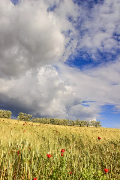 Springtime.Between Puglia a Basilicata: kopcovitá krajina s zelenou obilná pole. Itálie. — Stock fotografie