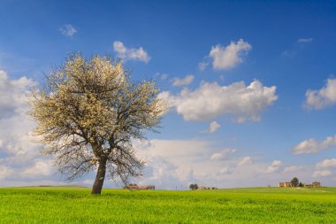 Apulia ve Basilicata arasında: Bahar buğday alan, yatay. İtalya.