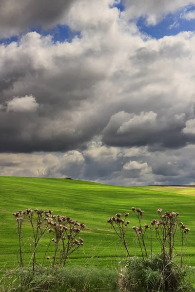 Springtime.Between Apulien och Basilicata: kuperat landskap med gröna sädesfälten. Italien. — Stockfoto