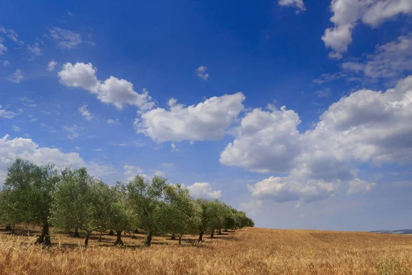 Wiejski krajobraz lato. Między Apulia i Basilicata: pagórkowaty contryside z Niwa i olive grove zdominowany przez błękitne niebo z chmurami, (Włochy). — Zdjęcie stockowe