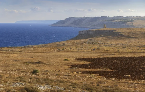 The most beautiful coasts of Italy: adriatic sea of Salento (Apulia). The Otranto-Santa Maria di Leuca Coast and Tricase Woods regional nature park: in the background Sant 'Emiliano tower and flock of sheep before sunset. — Stock Photo, Image