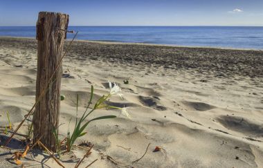 Doğanın gücü: çivilenmiş ahşap direğe yanında kum plajındaki yalnız çiçek. Yaz kır çiçekleri. Alimini beach: Pancratium Maritimum veya deniz Daffodil.Salento (Apulia)-İtalya-