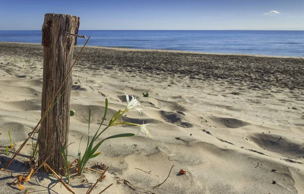 De kracht van de natuur: eenzaam bloem op het zandstrand naast een nailed houten paal. Zomer wilde bloemen. Alimini beach: Pancratium Maritimum, of zee Daffodil.Salento (Apulië)-Italië- — Stockfoto