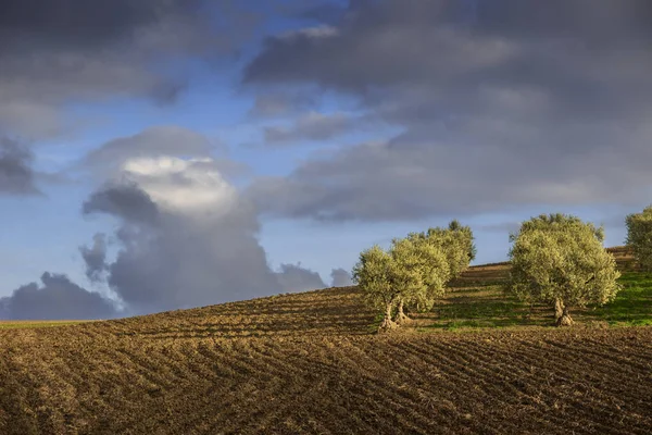 Zwischen apulien und basilikata: hügelige landschaft mit olivenhainen auf gepflügtem land dominiert von wolken, italien. — Stockfoto