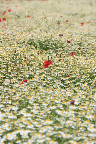 Relax nature: poppy in a white sea of chamomile flowers. Springtime: poppies in a field with flowers (Italy). Beauty nature: rural landscape with spring wildflowers,(Apulia).