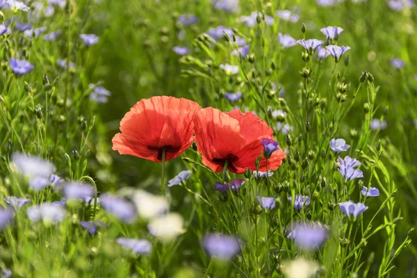 情人节 几个罂粟花 作为一对夫妇的花朵的爱 绿草甸的野花 意大利普利亚大区 — 图库照片
