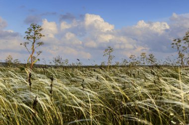 Bahar. Alta Murgia Milli Parkı: tipik otlak genişliği ferula communis. İtalya, Apulia. Bulutlar tarafından egemen tepelik çayır.