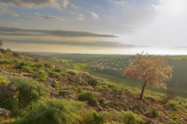 Bahar. Alta Murgia Milli Parkı: yabani badem ağacı çiçek şafakta. Apulia Apulia-İtalya-tipik kırsal Murgia'nın Plato geniş alanları, kayalık mostraları ve otlak .