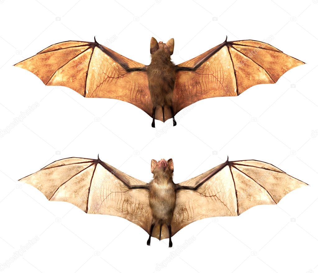 Vampire bats isolated on white background