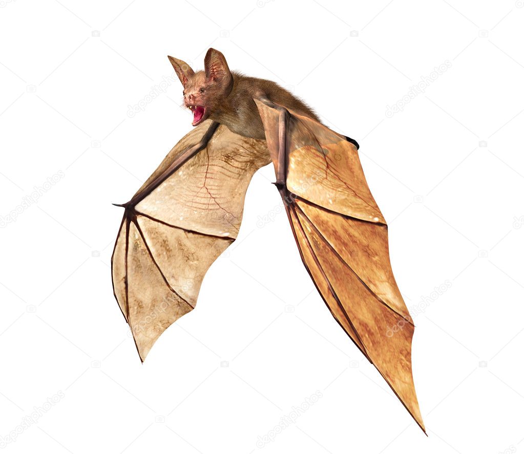 Flying Vampire bat isolated on white background Stock Photo by ©geerati