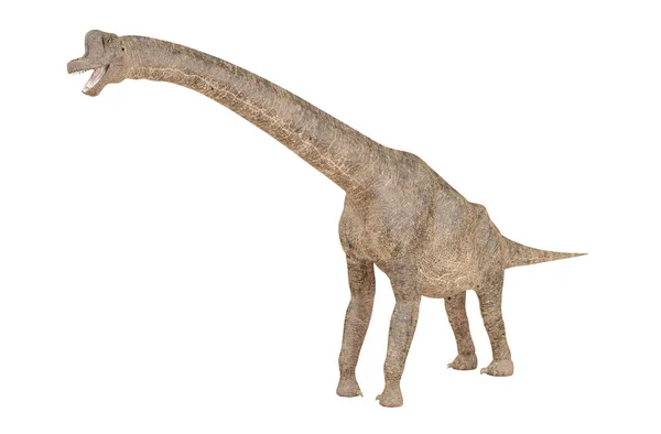 Динозавр брахиозавр изолирован на белом фоне, 3D рендеринг — стоковое фото
