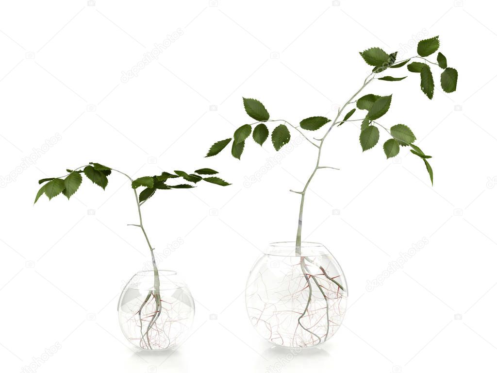 Green leaves plants in glass vases on white background