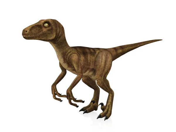 Velociraptor isolated on white background — Stock Photo, Image