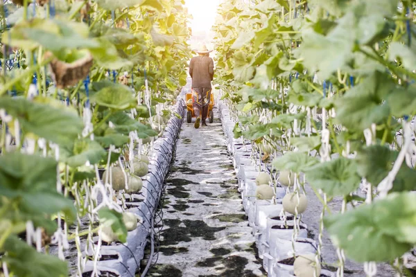 Dělník, sklizeň meloun meloun farmě skleníkových — Stock fotografie zdarma