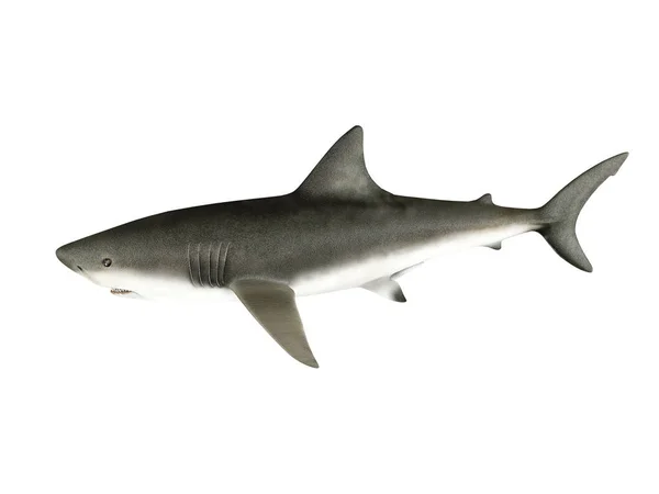 3D-рендеринг акулы на белом фоне — стоковое фото
