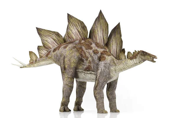 Stegosaurus isolado sobre fundo branco — Fotografia de Stock