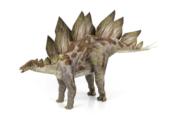 A Stegosaurus elszigetelt fehér background — Stock Fotó