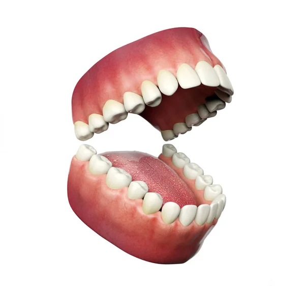 Menschliche Zähne, die sich isoliert auf weißem Hintergrund öffnen, 3D-Darstellung — Stockfoto
