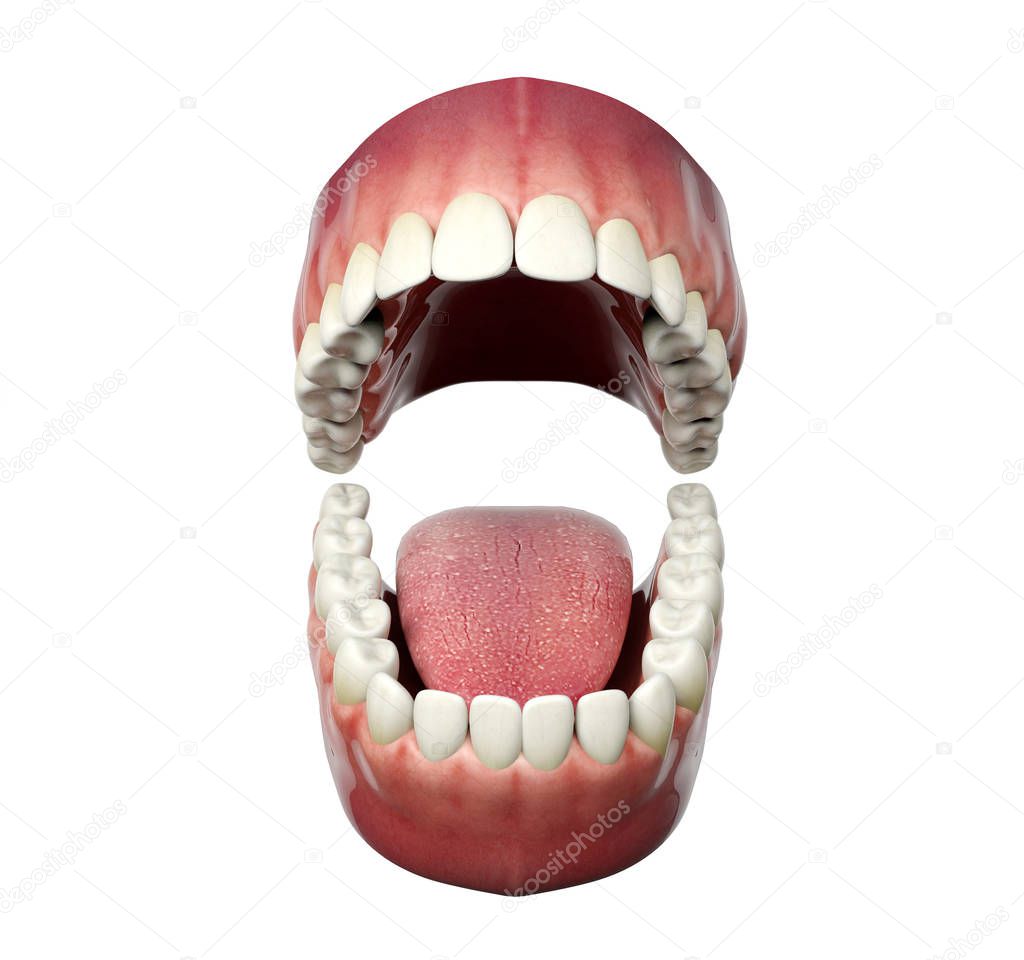 Human teeth opening isolated on white background, 3D rendering