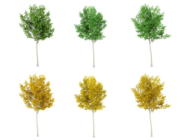 Ağaç yaprak yeşil ve sarı yaprak ağaç beyaz arka planda, 3d render — Stok fotoğraf