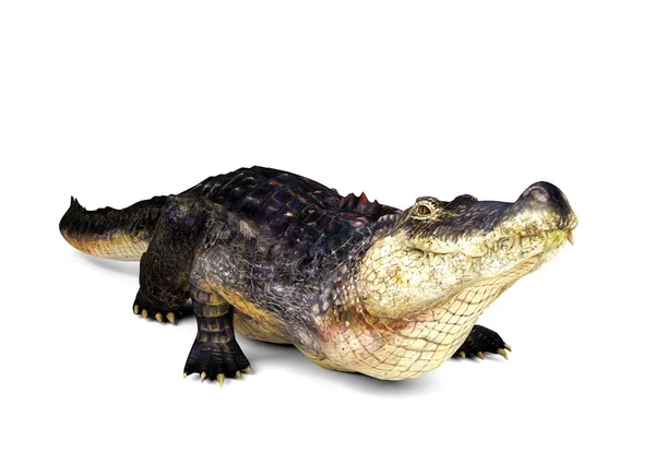 Krokodil geïsoleerd op een witte achtergrond, 3D-rendering — Stockfoto