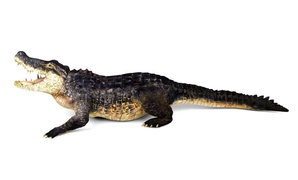 Krokodil isolerad på vit bakgrund, 3d-rendering — Stockfoto