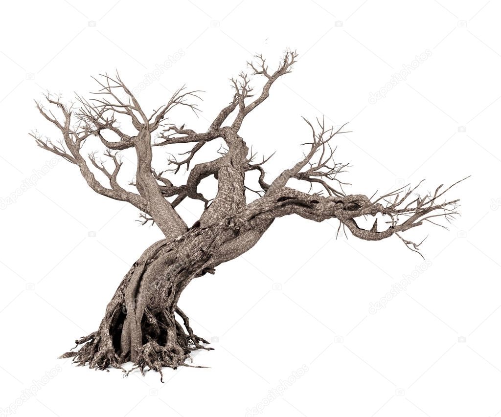 Dead tree isolated on white background, 3D rendering