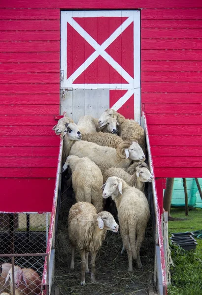 Kudde schapen staan bij de ingang van schapen schuur — Gratis stockfoto