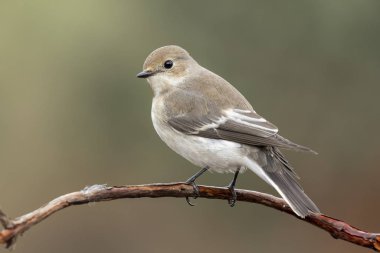 Cerrojillo sinek yakalayıcısı (Ficedula hypoleuca) İspanya