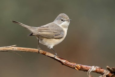 Subalpine warbler 'ın dişisi. Sylvia Cantillans, askısında