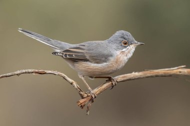 Subalpine warbler cinsi erkek. Sylvia Cantillans, askısında