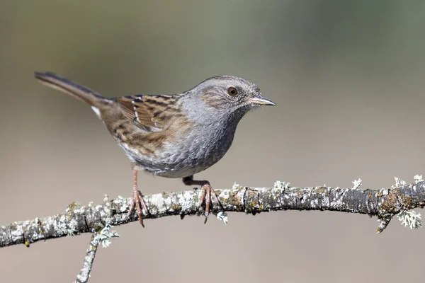 Dunnock (Prunella modularis) bulanık bir zemin üzerine tünemiştir. İspanya