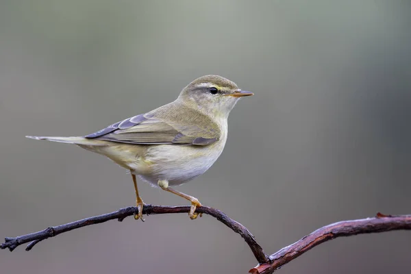 Chiffchaff común (Phylloscopus collybita) encaramado en una rama —  Fotos de Stock