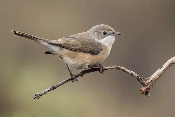 Weibchen der subalpinen Grasmücke. Sylvia cantillans — Stockfoto