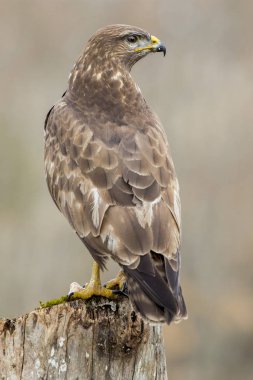 yaygın akbaba (Buteo buteo)