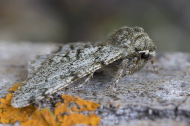 Phygalia Pilosaria bir ağacın kabuğuna tünemişti..