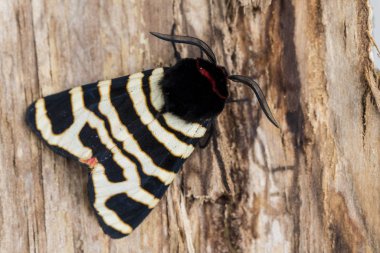 Hebe Tiger Moth 'un (Arctia festivali) erkeği. # Bir ağacın kabuğuna tünemiş #