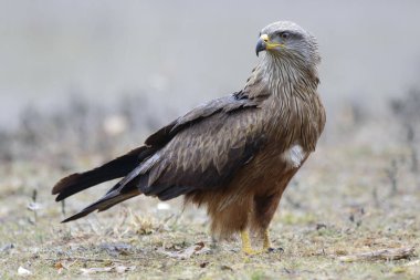 Siyah uçurtma Milvus migrans