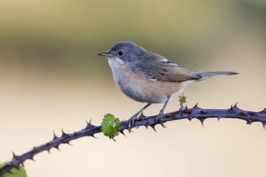 Subalpine warbler dişisi. Sylvia Cantillans bir dala tünemiş 
