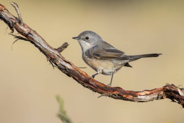 Subalpine warbler dişisi. Sylvia Cantillans bir dala tünemiş 