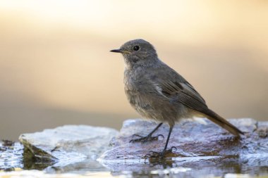 Siyah kızıl başlı tavuk, (Phoenicurus ochruros), banyo yapıyor.