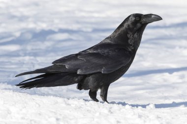 Karda tünemiş Karga (Corvus corax)