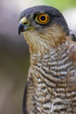 Bir atmaca portresi, (Accipiter nisus), ormanın çalıları arasında