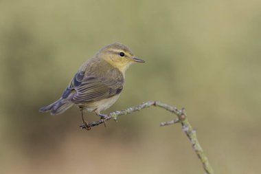 Phylloscopus trochilus, Willow Warbler bir dala tünemişti. Göçmen böcek yuvası kuşu. İspanya. Avrupa.