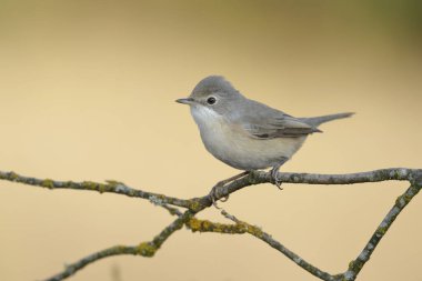Subalpine warbler dişisi. Sylvia Cantillans bir dala tünemiş 