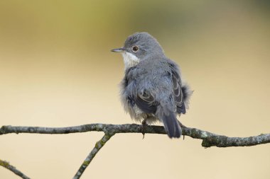 Subalpine warbler dişisi. Sylvia Cantillans bir dala tünemiş 